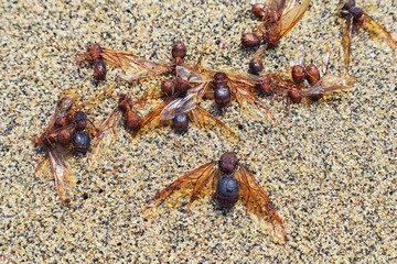 Winged Male Drone Leafcutter ants, macro close up view, dying on beach after mating flight with queen in Puerto Vallarta Mexico. Scientific name Atta mexicana, a species of leaf-cutter ant, a New Worl