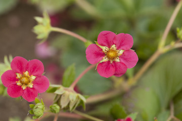 pink flowers of strawberry macro