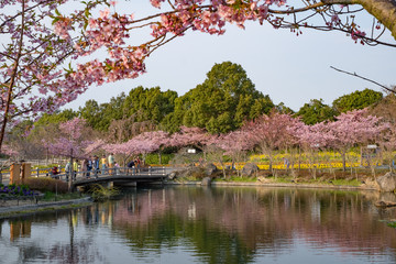 Nagoya, Japan-March 15, 2018, Cherry blossom in Nabana no Sato, Nagashima spa land, Nagoya, Japan.