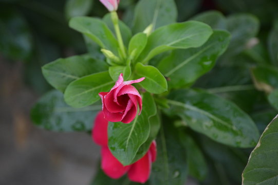 pink perriwinkle