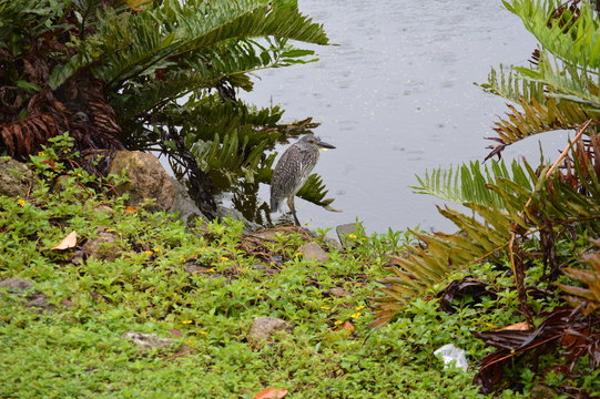 Rainy day heron