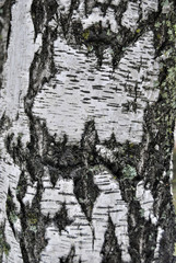 Obraz premium the bark of the birch tree