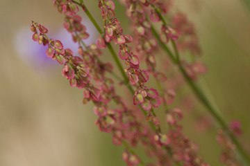 pink flowers of sorrel