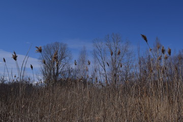 Cat tails dancing