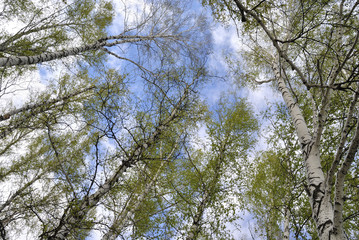 Siberian forest in early spring