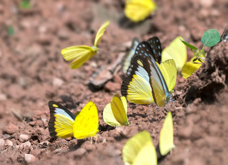 Group of colorful butterflies are below the ground to absorb water and look for food, this is the insect formed from deep pupa in nature.