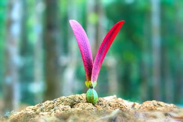 Dipterocarpus Alatus Flower seedling from the tree for natural background. This is an oilseed raptor with flying particles in the air that is fun to watch as they fall in beautiful swings.