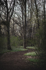 Woods