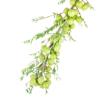 Phyllanthus emblica Perennial It is a fruit with high vitamin C, light green. And with herbs. Makhampom fruit is very fruitful.