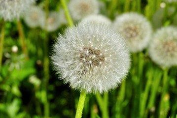 dandelions on a green meadow