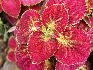 Red coleus closeup in garden