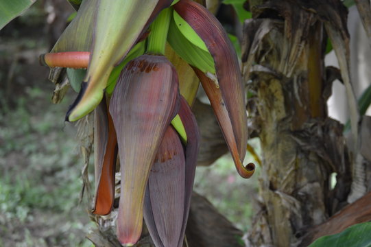 pregnant plantain
