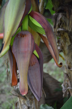 Banana in bloom