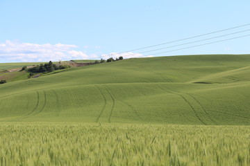 Springtime In The Wheat Fields