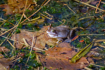 Moorfrosch auf Laub