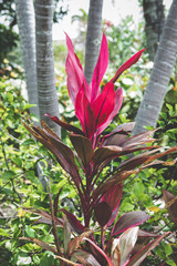 Obraz premium Tropical