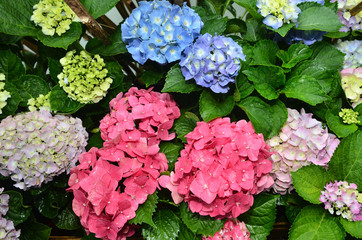 Hydrangea flowers blossoming in spring      