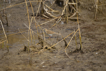 A beautiful bird in wetlands