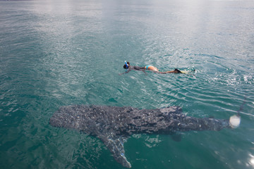 Woman snorkeling with a whale shark © DaiMar