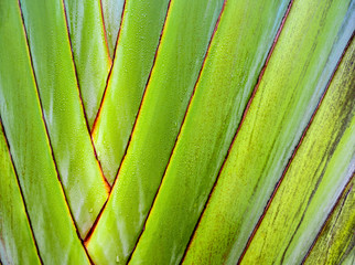 Texture on body of traveler's palm, Ravenala banana