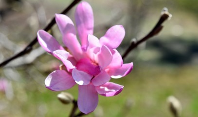 Fototapeta na wymiar flower in spring