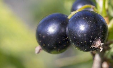 Ripe black currant on a branch