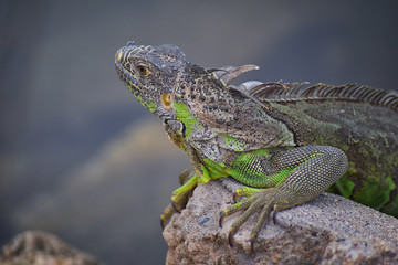 Wild Iguana resting at dusk on rocks in Marina Vallarta  in Puerto Vallarta Mexico. Ctenosaura pectinata, commonly known as the Mexican spiny-tailed iguana or the Mexican spinytail iguana, is a modera