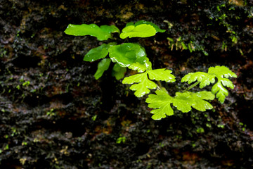 Freshness small fern leaves with moss and algae in the tropical garden