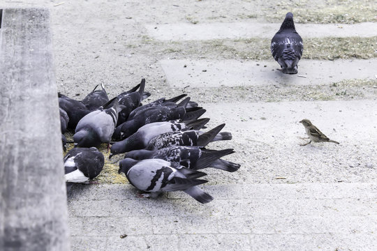  A few pigeons peck scattered grain, but one pigeon turned away. But then there was a sparrow site about birds, animals, upbringing, good manners.