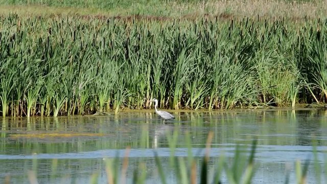 Hunting heron and cots in a pond outside Stockholm