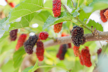 Organic fresh mulberry in the garden black ripe and red unripe mulberries on the branch of tree. /...