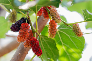 Organic fresh mulberry in the garden black ripe and red unripe mulberries on the branch of tree. /...
