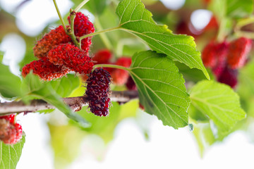 Organic fresh mulberry in the garden black ripe and red unripe mulberries on the branch of tree. / fresh mulberry provides fiber and nutrients highly beneficial..