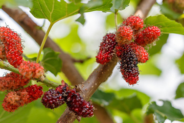 Organic fresh mulberry in the garden black ripe and red unripe mulberries on the branch of tree. / fresh mulberry provides fiber and nutrients highly beneficial..