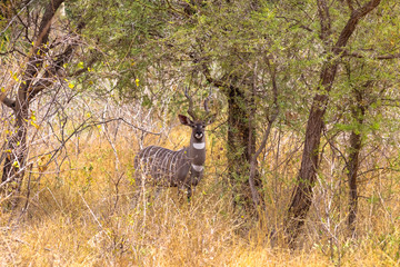 Portrait of beautiful kudu in the bush  of Meru. Kenya, Africa