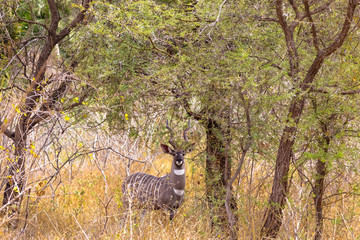 Portrait of beautiful lesser kudu in the thickets of Meru. Kenya, Africa