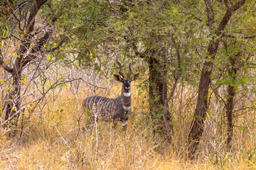 Portrait of lesser kudu in the thickets of Meru. Kenya, Africa