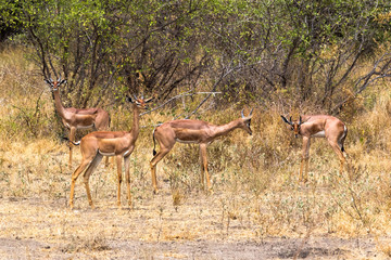 Naklejka na ściany i meble A group of giraffe gazelles in the thickets of Meru. Kenya, Africa