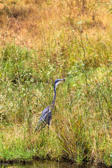 Great blue heron waiting for prey. Meru park, Kenya