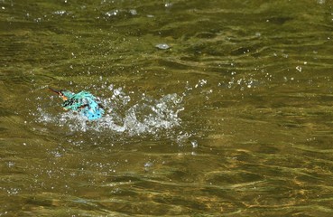 カワセミ./川で水浴びをするカワセミです。