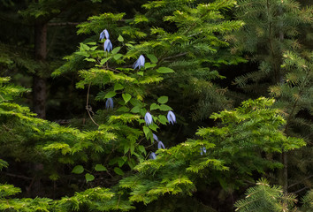 A blooming wild Clematis vine (Clematis occidentalis), climbing a Grand Fir tree (Abies grandis)