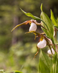 Mountain Ladyslipper Orchid (Cypripedium montanum) blooming in the Wallowa Whitman National Forest