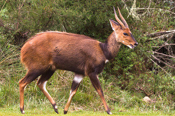 A beautiful dark brown bushbuck antelope in Aberdar Park. Africa
