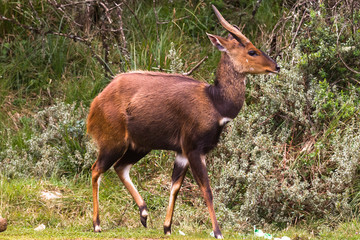 Antelope in full growth. Bushbuck from Aberdare, Kenya