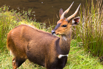 Antelope Bushbuck close up. Small stream in Aberdare, Kenya
