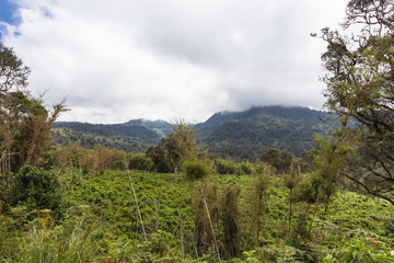 Obraz premium Green jungle in the heart of Kenya. Aberdare, Africa