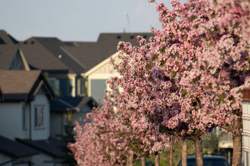 Flowering Trees by park in residential area in spring 