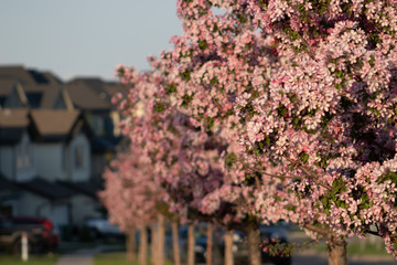 Flowering Trees by park in residential area in spring 