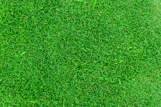 Green grass background. Design Ideas for Natural Background Applications