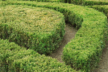 Image cropped bushes.